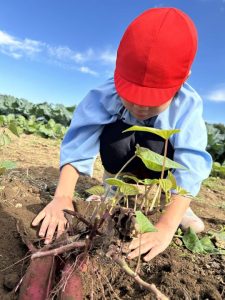 大きいお芋掘ったよぉ〜